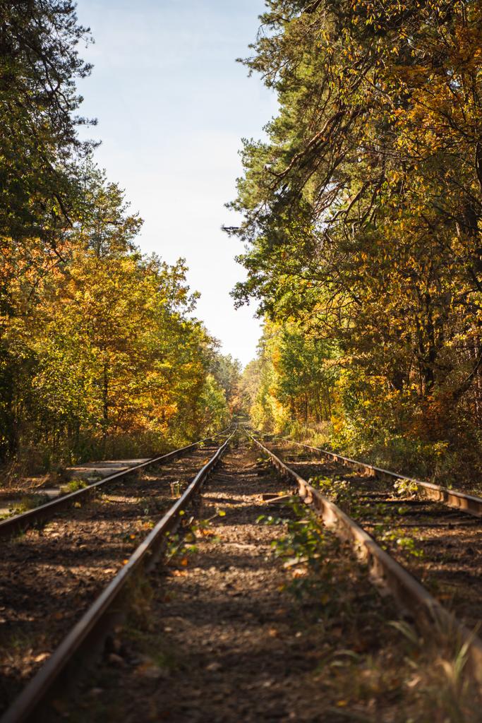 estrada de ferro na floresta outonal cênica com folhagem dourada à luz solar
 - Foto, Imagem