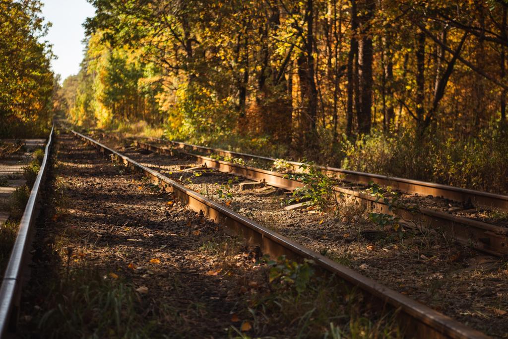 ferrocarril en bosque otoñal con follaje dorado a la luz del sol
 - Foto, Imagen