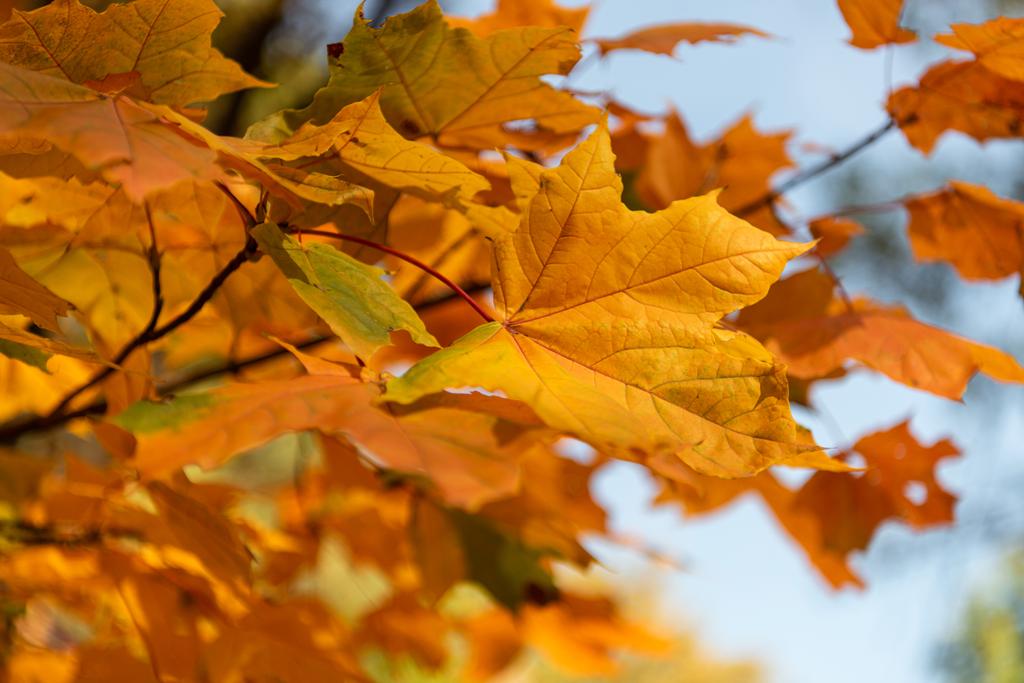 close up view of orange maple leaves on branch - Photo, Image