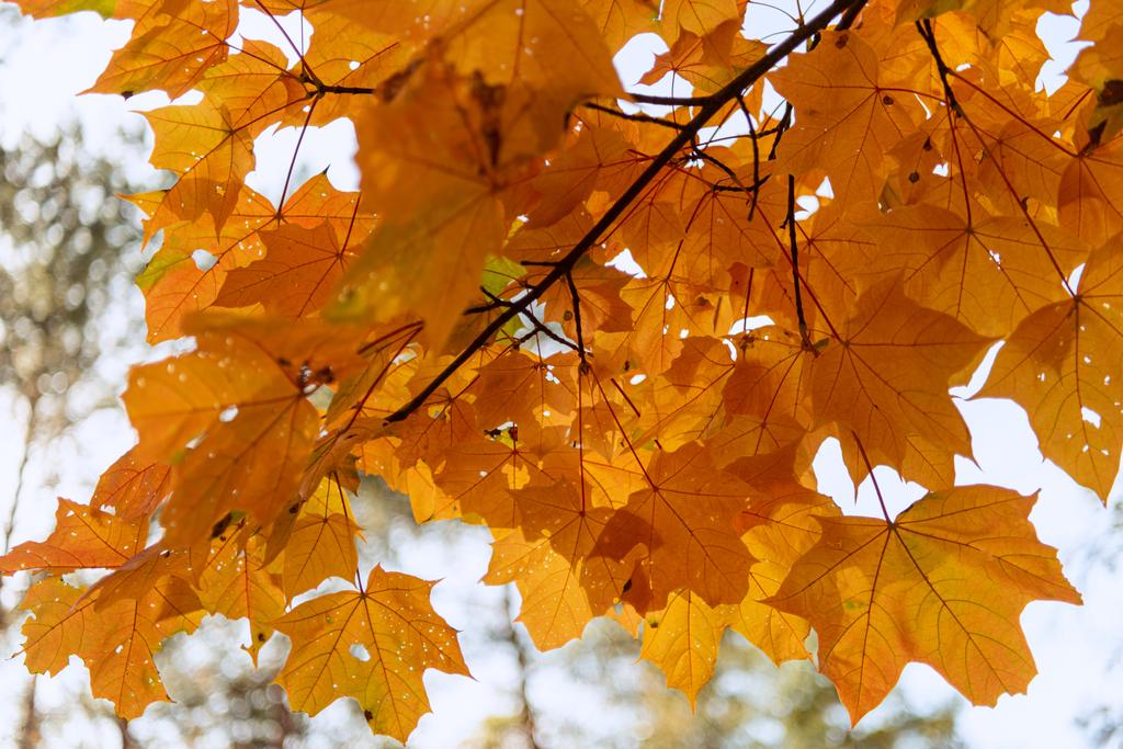 close up view of orange maple leaves on branch - Photo, Image