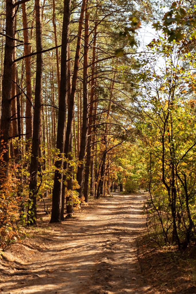 malowniczy las jesienny z drewnianymi pniami i ścieżką w świetle słonecznym - Zdjęcie, obraz