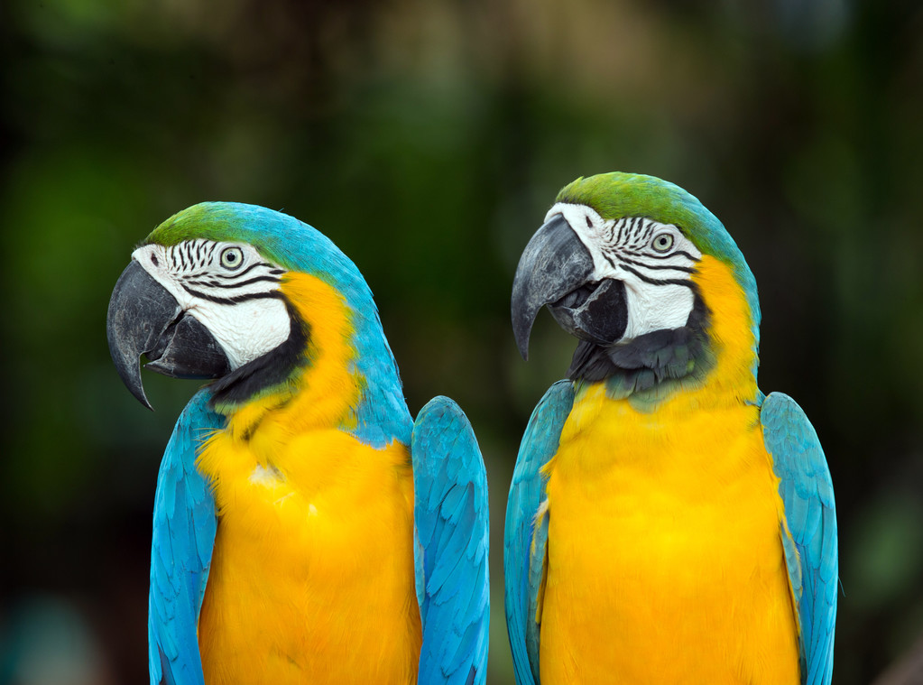 Papağanlar - Fotoğraf, Görsel