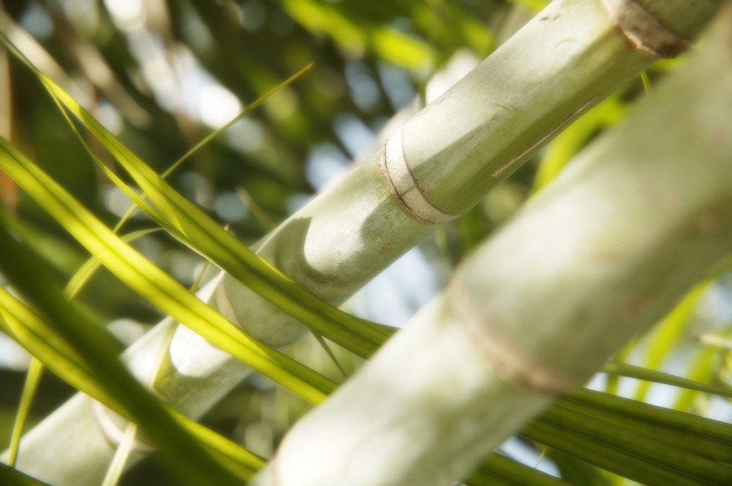 perto de bambu
 - Foto, Imagem