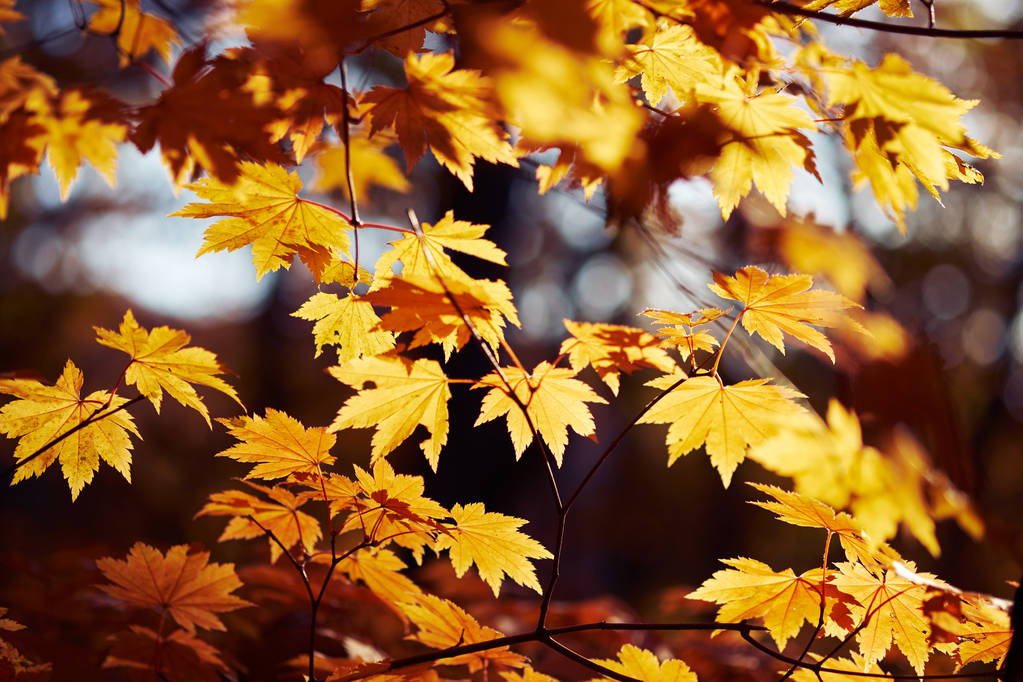 Renkli sonbahar yapraklarının yakın görüntüsü - Fotoğraf, Görsel