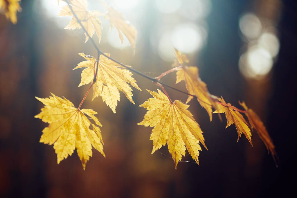 közeli kép színes őszi levelekről - Fotó, kép