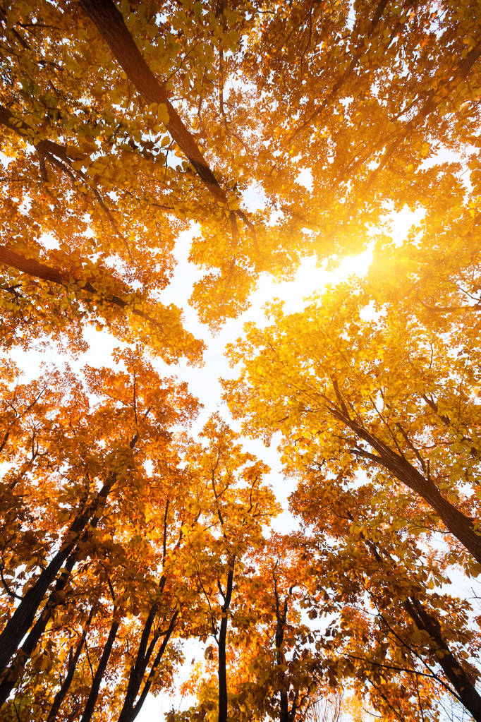森の中の紅葉と太陽 - 写真・画像