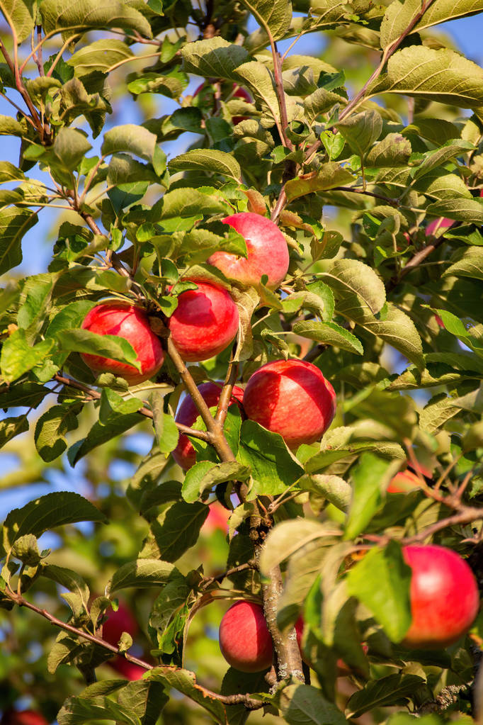 manzanas rojas en el árbol - Foto, Imagen