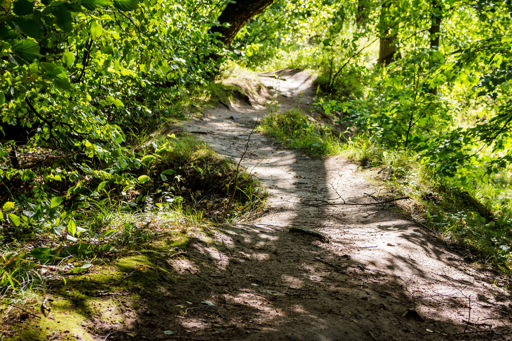 Красива звивиста лісова стежка, освітлена сонцем
 - Фото, зображення