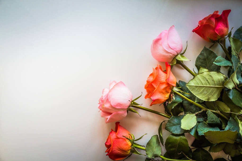 Sfondo rose di colore morbido
 - Foto, immagini