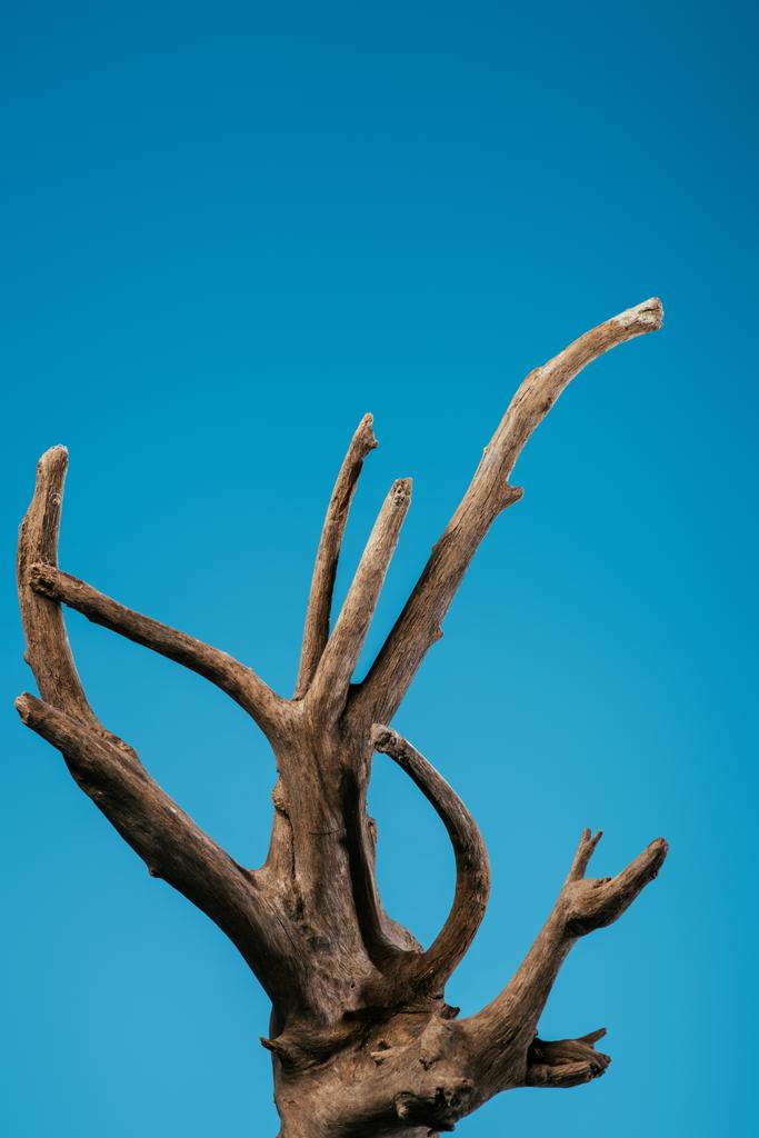 wooden branch isolated on blue with copy space - Photo, Image