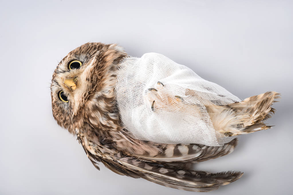 ylhäältä näkymä loukkaantunut pöllö valkoisella taustalla
 - Valokuva, kuva