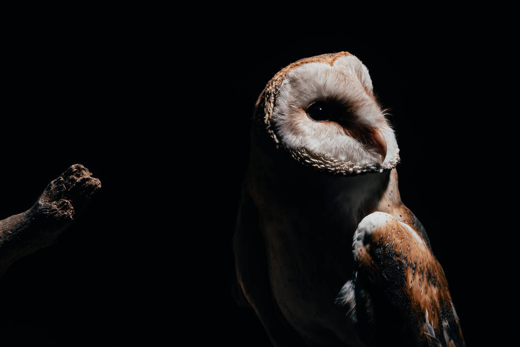 мила дика сарайна сова на дерев'яній гілці в темряві ізольована на чорному
 - Фото, зображення