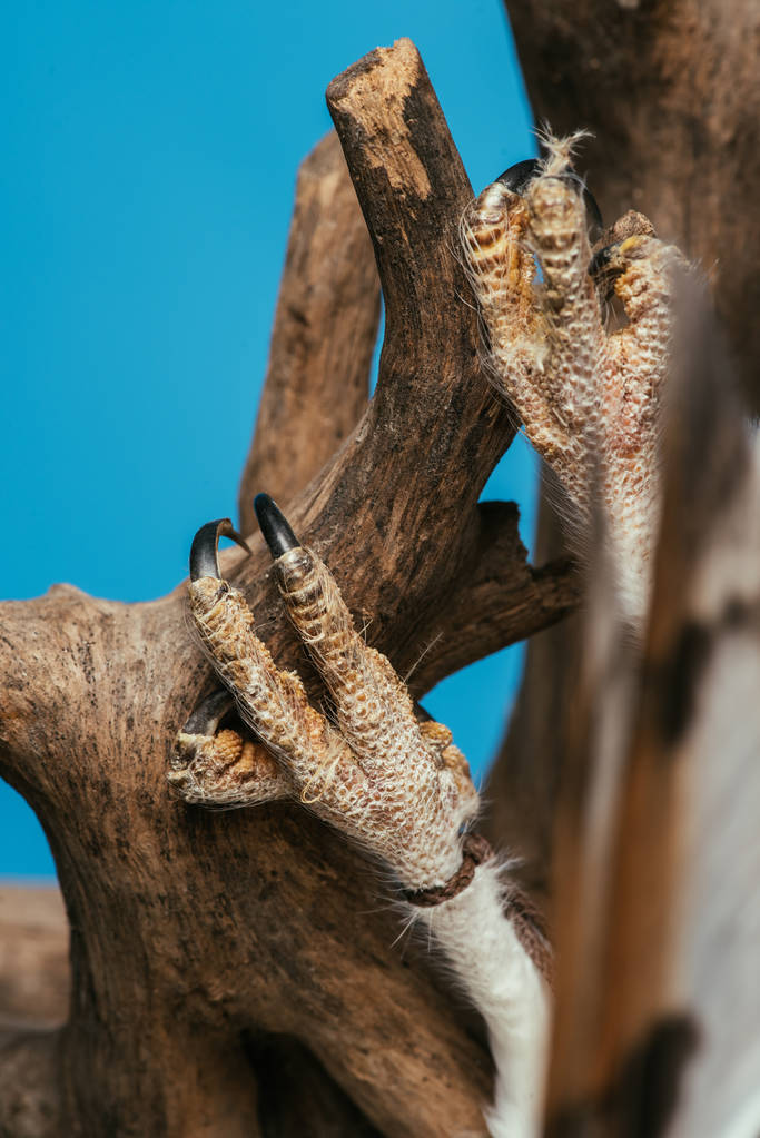 στενή άποψη του άγρια κουκουβάγια αχυρώνα κρέμεται σε ξύλινο κλαδί απομονωμένο σε μπλε - Φωτογραφία, εικόνα