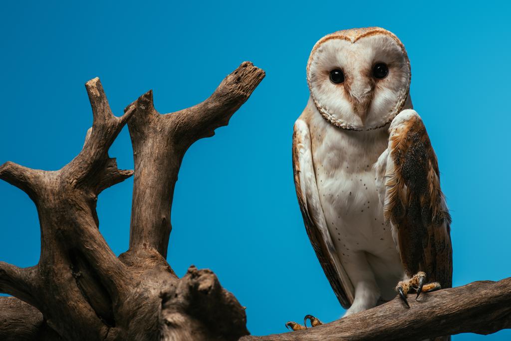 fluffy wild barn owl on wooden branch isolated on blue - Photo, Image
