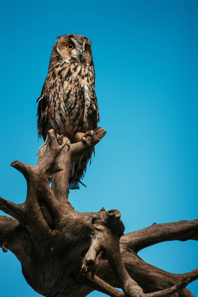 söpö villi pöllö puinen haara eristetty sininen
 - Valokuva, kuva