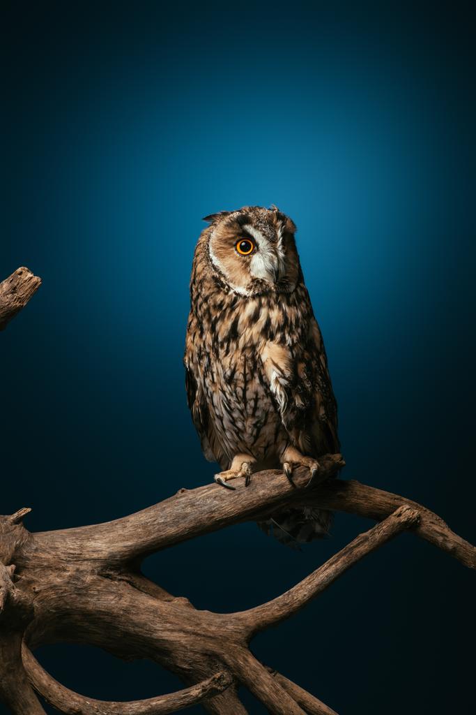 cute wild owl on wooden branch on dark blue background - Photo, Image