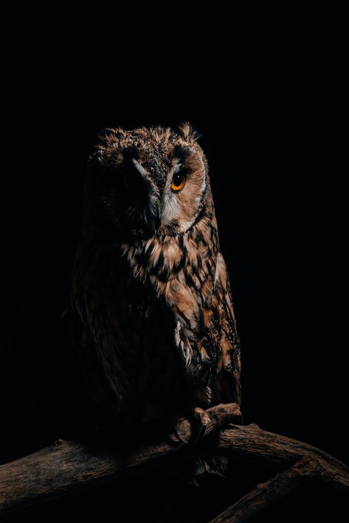 cute wild owl sitting on wooden branch in dark isolated on black - Photo, Image