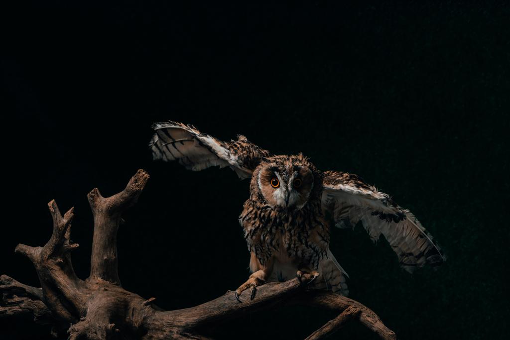 Waldkauz fliegt im Dunkeln auf hölzernem Ast ab - Foto, Bild