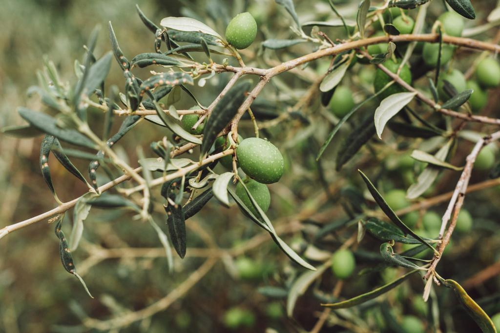 selektivní zaměření zelených oliv pěstovaných na stromě s listy  - Fotografie, Obrázek