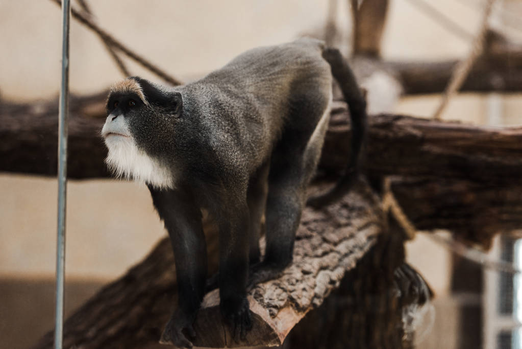 enfoque selectivo de mono lindo en el zoológico
  - Foto, imagen
