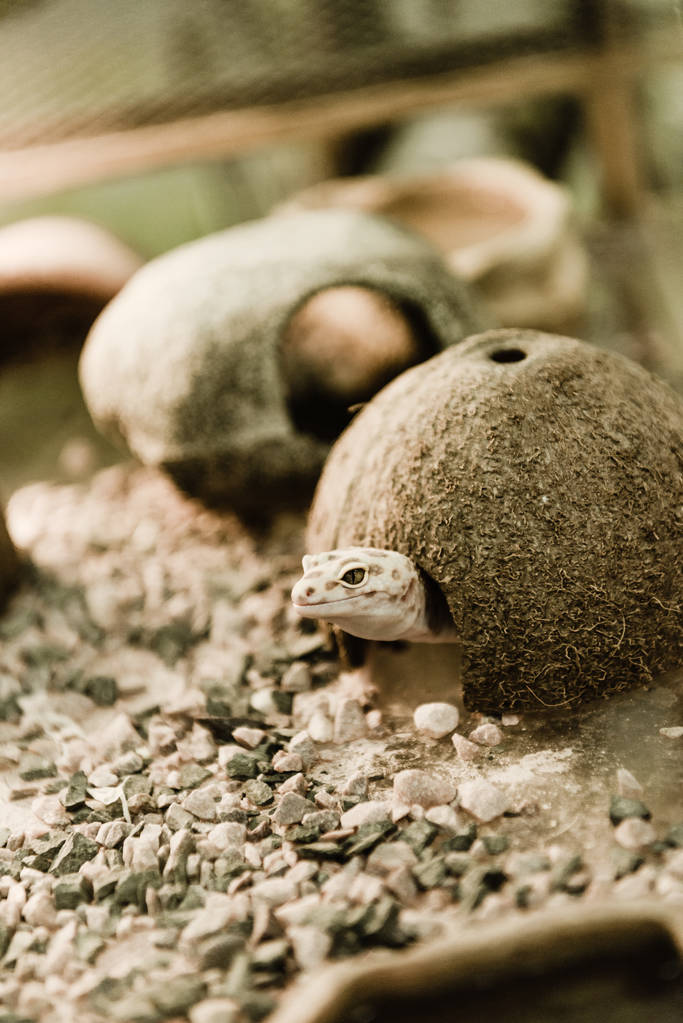 selektivní zaměření ještěrky v blízkosti kokosové skořápky a kamenů  - Fotografie, Obrázek