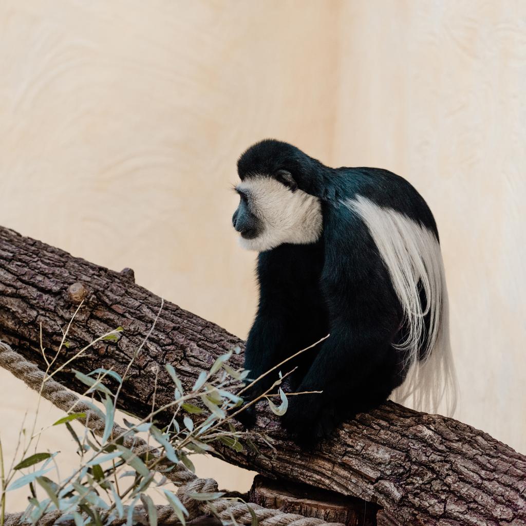 selektiver Fokus eines entzückenden schwarzen und weißen Affen, der auf einem Baum sitzt  - Foto, Bild
