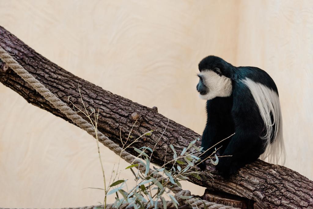 valikoiva painopiste söpö musta ja valkoinen apina istuu puussa
  - Valokuva, kuva