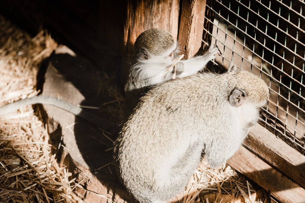 foyer sélectif des singes mignons près de la cage
  - Photo, image