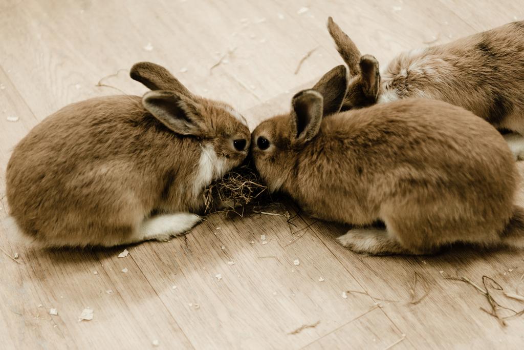 conigli carini e morbidi seduti vicino al fieno
  - Foto, immagini