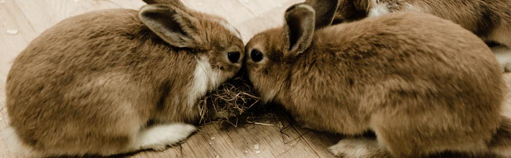 panoraama laukaus söpö ja pörröinen kanit istuu lähellä heinää
  - Valokuva, kuva