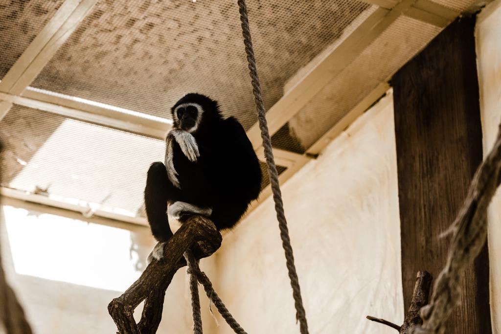 Halatın yanında oturan sevimli şempanzenin seçici odağı  - Fotoğraf, Görsel
