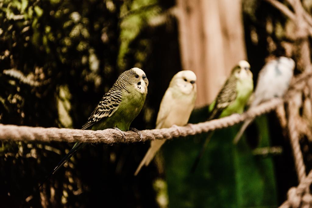 επιλεκτική εστίαση των παπαγάλων που κάθονται σε σχοινί στο ζωολογικό κήπο - Φωτογραφία, εικόνα