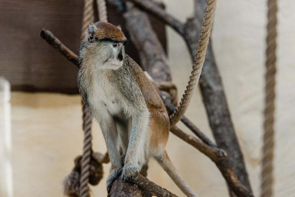 foyer sélectif du singe assis près des cordes
  - Photo, image