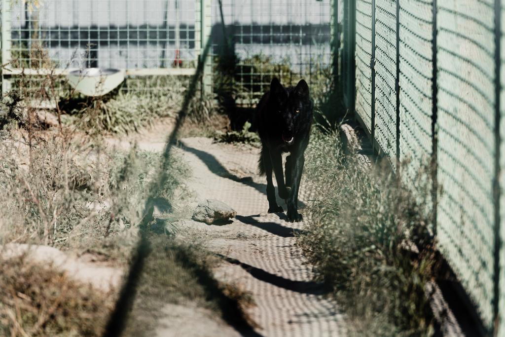 Selektiver Fokus von schwarzen und gefährlichen Wölfen, die in der Nähe von Käfigen im Zoo spazieren - Foto, Bild