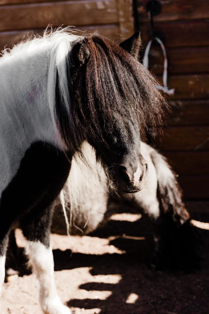 вибірковий фокус чорного поні коня в зоопарку
  - Фото, зображення