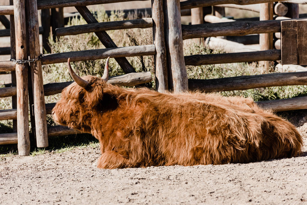furry bison lying near wooden fence in zoo  - Photo, Image