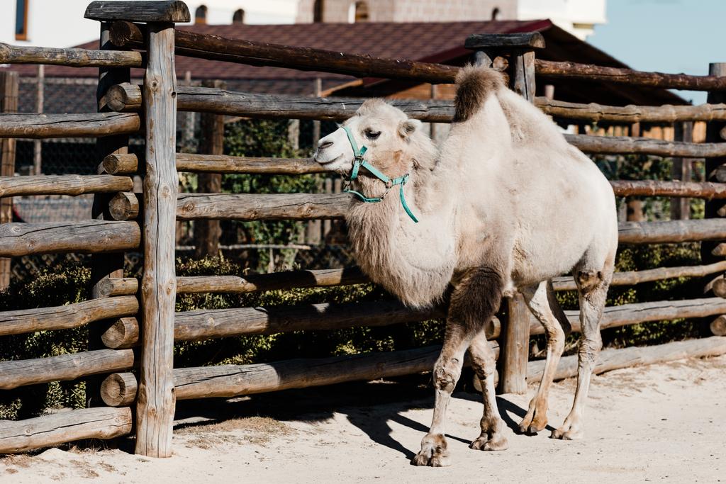 lindo camello caminando cerca de valla de madera
  - Foto, imagen
