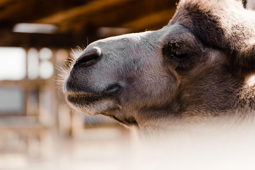 close up of furry camel in zoo  - Фото, изображение