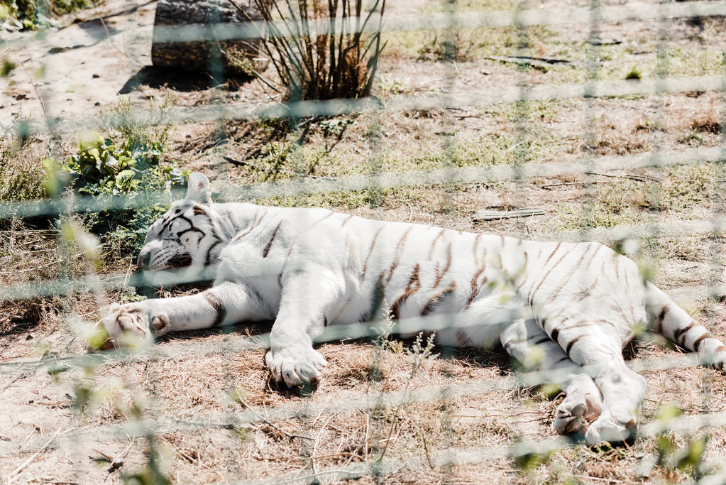 messa a fuoco selettiva della tigre bianca che dorme vicino alla gabbia nello zoo
  - Foto, immagini