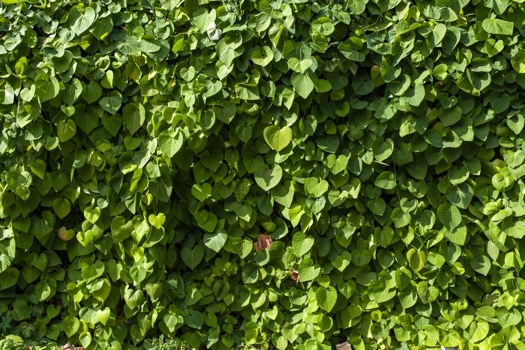 Bush κλαδιά με πράσινα φύλλα και το φως του ήλιου - Φωτογραφία, εικόνα