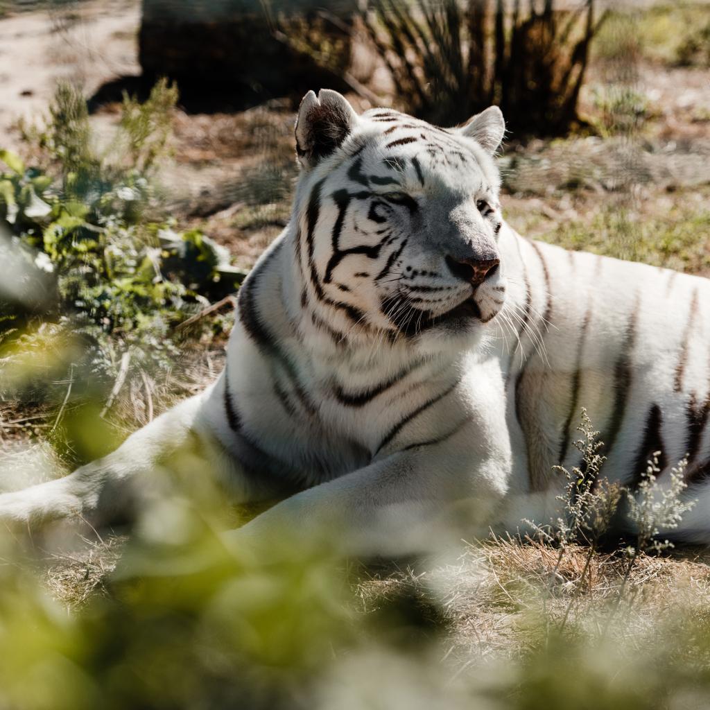 foyer sélectif du tigre blanc couché sur le sol à l'extérieur
  - Photo, image