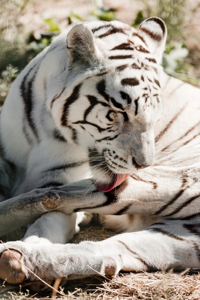 белый тигр облизывает мех, лежа на земле
  - Фото, изображение