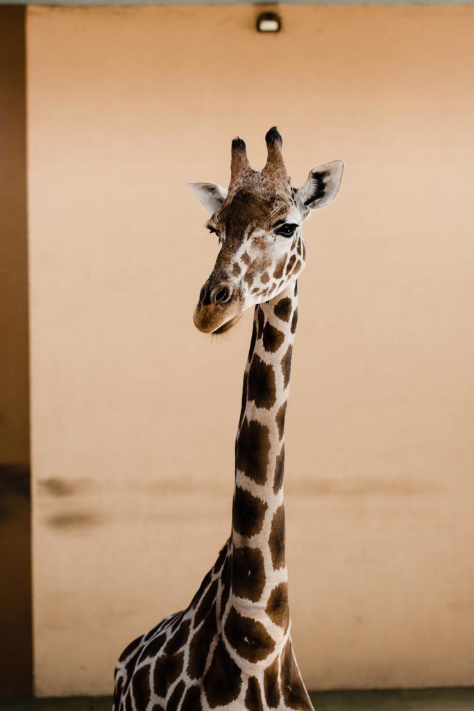 милый жираф с длинной шеей в зоопарке
 - Фото, изображение