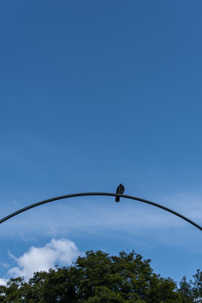 Laag hoekzicht van duif op boog met blauwe lucht en bomen op achtergrond - Foto, afbeelding
