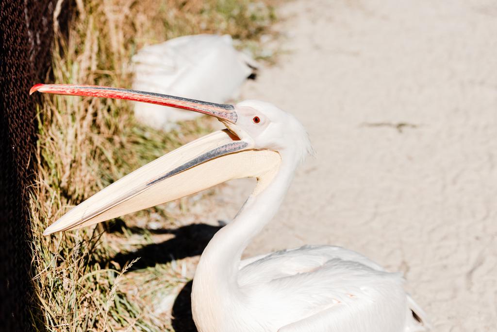 foco seletivo de pelicano com grande bico gritando no zoológico
  - Foto, Imagem