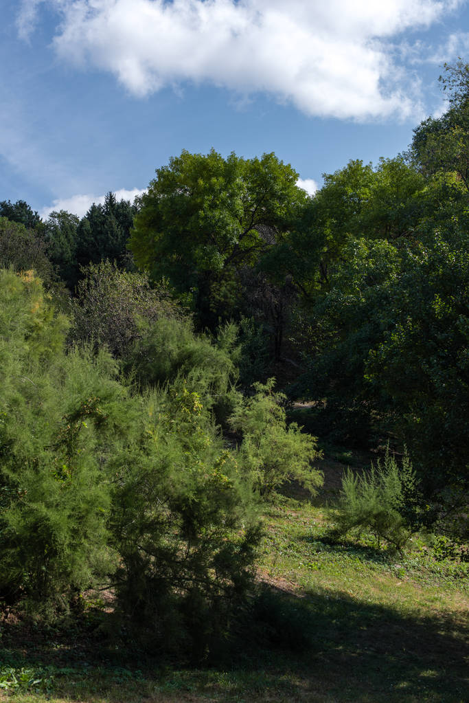 Arbres verts et pelouse avec ciel bleu à l'arrière-plan
 - Photo, image