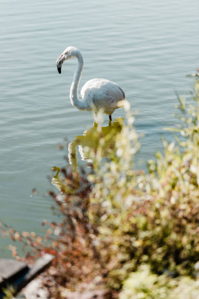 selective focus of pink flamingo standing in pond  - Photo, Image