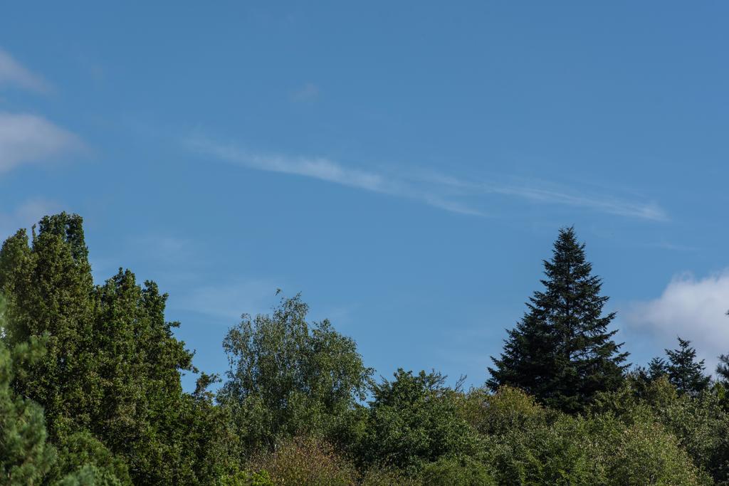 Bomen met groene bladeren en blauwe lucht op de achtergrond - Foto, afbeelding
