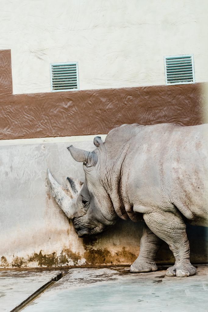 носороги, що стоять біля стіни у віці в зоопарку
 - Фото, зображення