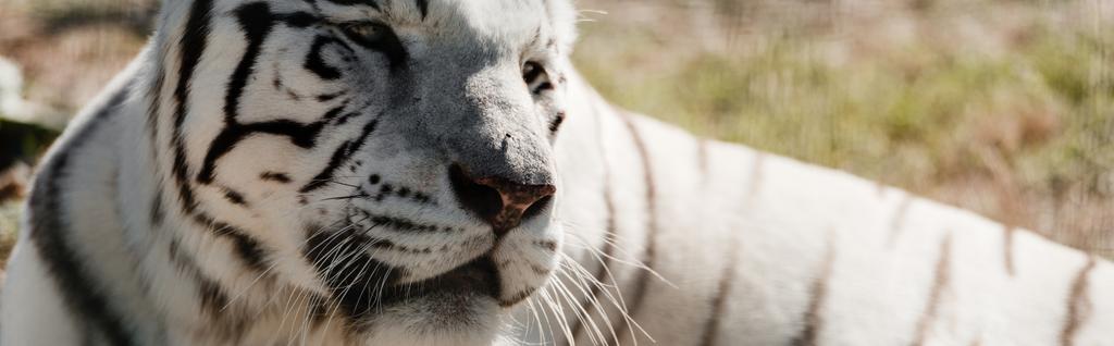 Panoramaaufnahme eines weißen Tigers, der draußen im Zoo liegt  - Foto, Bild